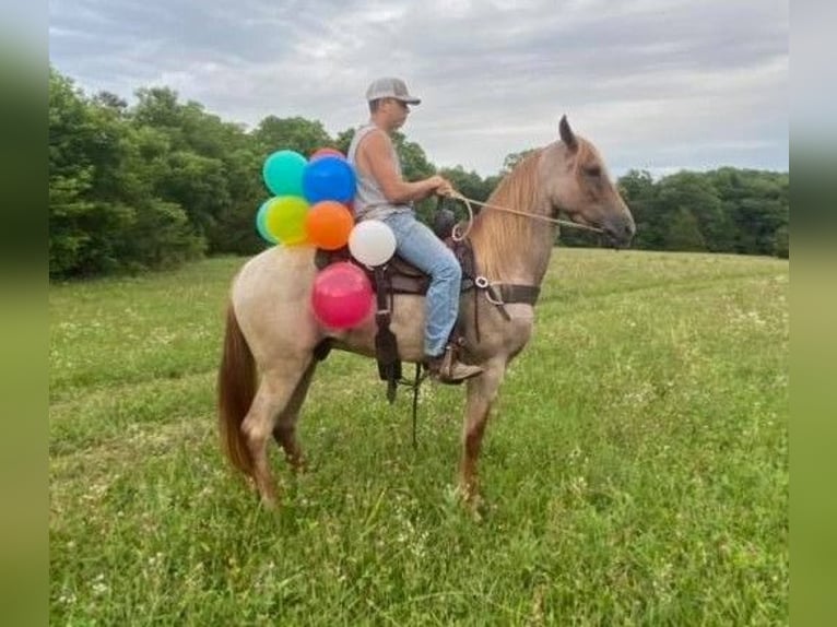 Tennessee Walking Horse Wallach 8 Jahre 142 cm Rotfuchs in Massachusetts