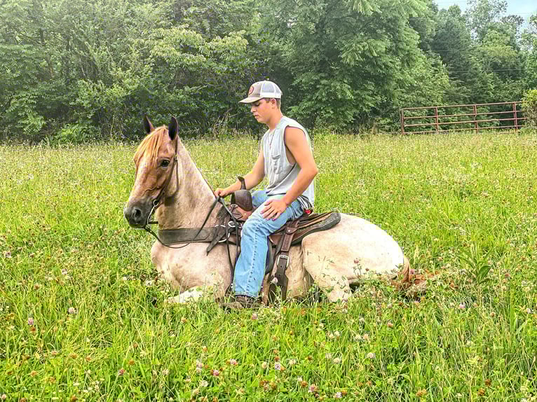 Tennessee Walking Horse Wallach 8 Jahre 142 cm Rotfuchs in Massachusetts
