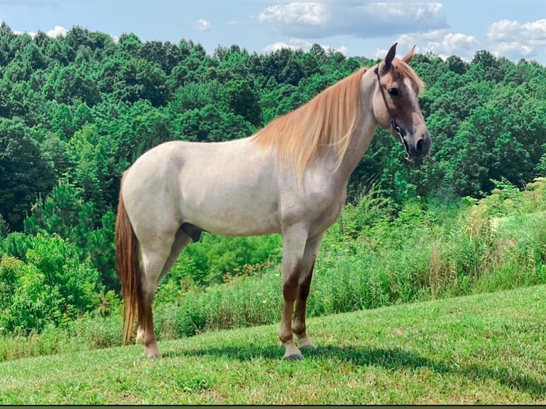 Tennessee Walking Horse Wallach 8 Jahre 142 cm Rotfuchs in Massachusetts