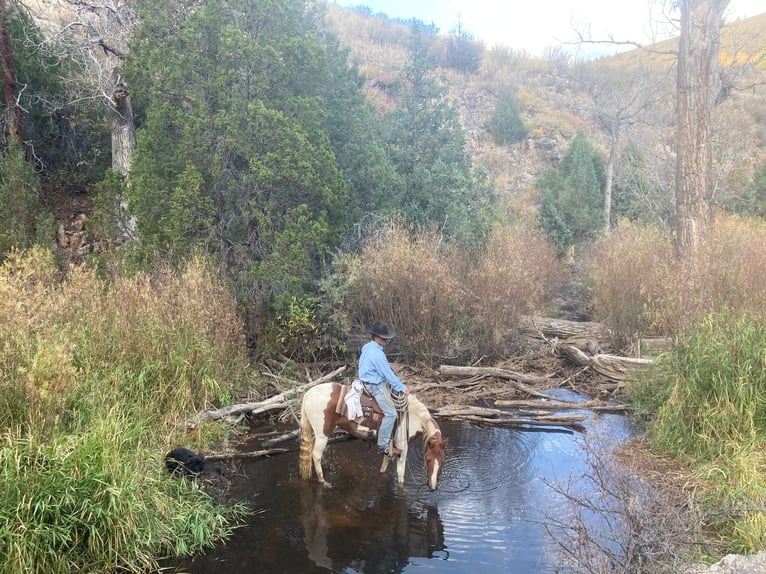 Tennessee Walking Horse Wallach 8 Jahre 145 cm Tobiano-alle-Farben in Nunn CO