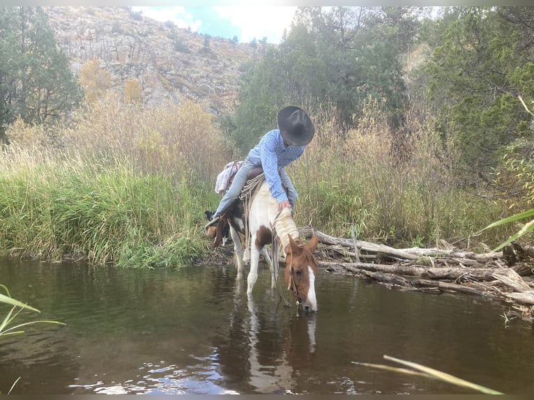 Tennessee Walking Horse Wallach 8 Jahre 145 cm Tobiano-alle-Farben in Nunn CO