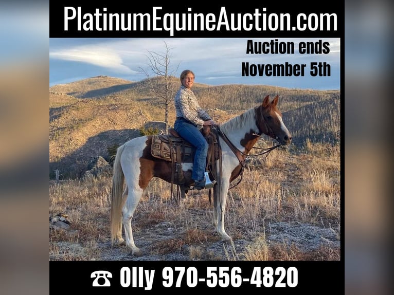 Tennessee Walking Horse Wallach 8 Jahre 145 cm Tobiano-alle-Farben in Nunn CO