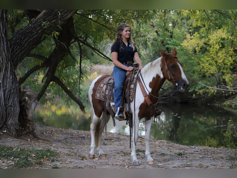 Tennessee Walking Horse Wallach 8 Jahre 145 cm Tobiano-alle-Farben in Nunn CO