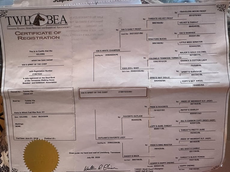 Tennessee Walking Horse Wallach 8 Jahre 152 cm Buckskin in Flemingsburg KY