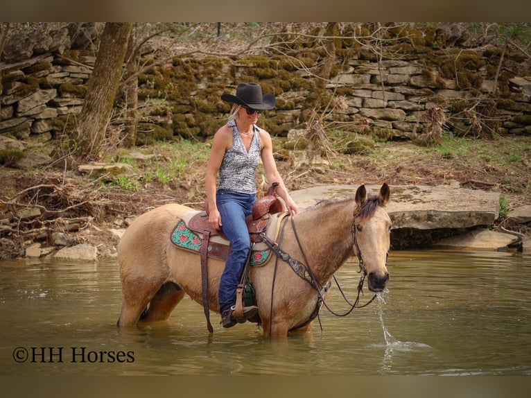 Tennessee Walking Horse Wallach 8 Jahre 152 cm Buckskin in Flemingsburg KY