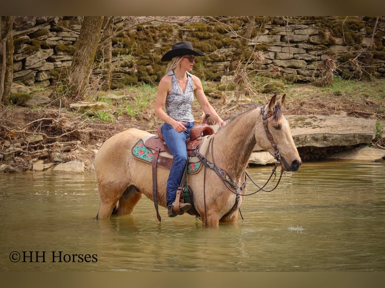 Tennessee Walking Horse Wallach 8 Jahre 152 cm Buckskin in Flemingsburg KY
