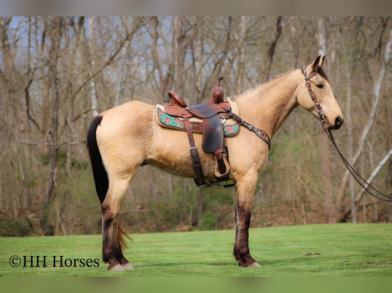 Tennessee Walking Horse Wallach 8 Jahre 152 cm Buckskin in Flemingsburg KY