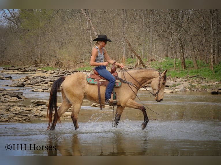 Tennessee Walking Horse Wallach 8 Jahre 152 cm Buckskin in Flemingsburg KY