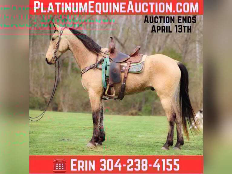 Tennessee Walking Horse Wallach 8 Jahre 152 cm Buckskin in Flemingsburg KY