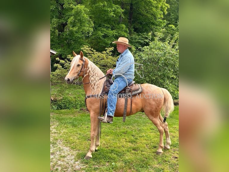 Tennessee Walking Horse Wallach 8 Jahre 152 cm Palomino in Grayson, ky