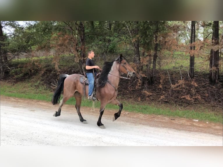 Tennessee Walking Horse Wallach 8 Jahre 152 cm Rotbrauner in Washington