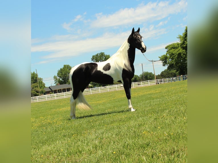 Tennessee Walking Horse Wallach 8 Jahre 152 cm Tobiano-alle-Farben in Lewisburg, TN