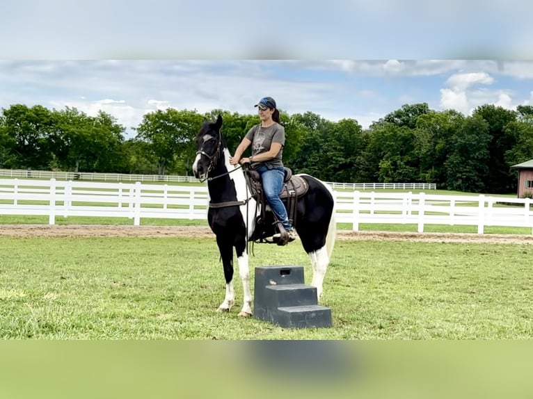 Tennessee Walking Horse Wallach 8 Jahre 152 cm Tobiano-alle-Farben in Lewisburg, TN