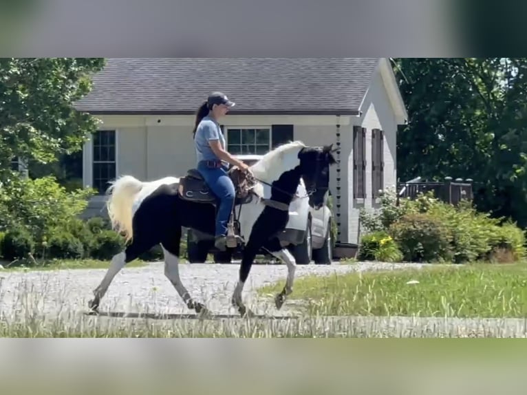 Tennessee Walking Horse Wallach 8 Jahre 152 cm Tobiano-alle-Farben in Lewisburg, TN