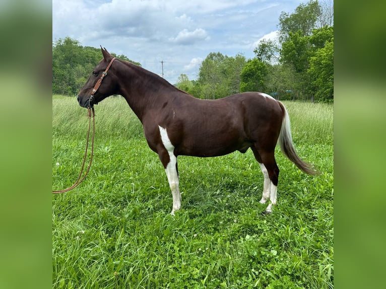 Tennessee Walking Horse Wallach 8 Jahre 152 cm Tobiano-alle-Farben in Moscow OH