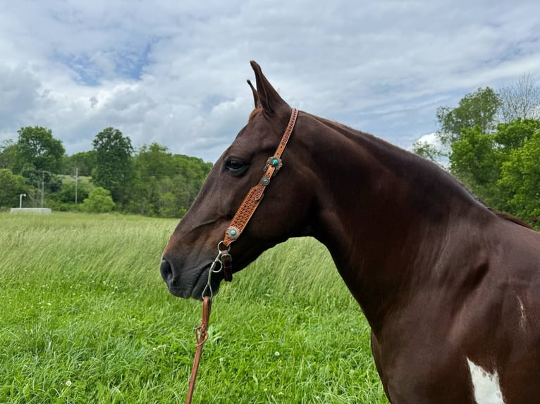 Tennessee Walking Horse Wallach 8 Jahre 152 cm Tobiano-alle-Farben in Moscow OH
