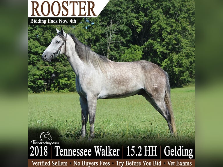 Tennessee Walking Horse Wallach 8 Jahre 157 cm Apfelschimmel in Hustonville, KY