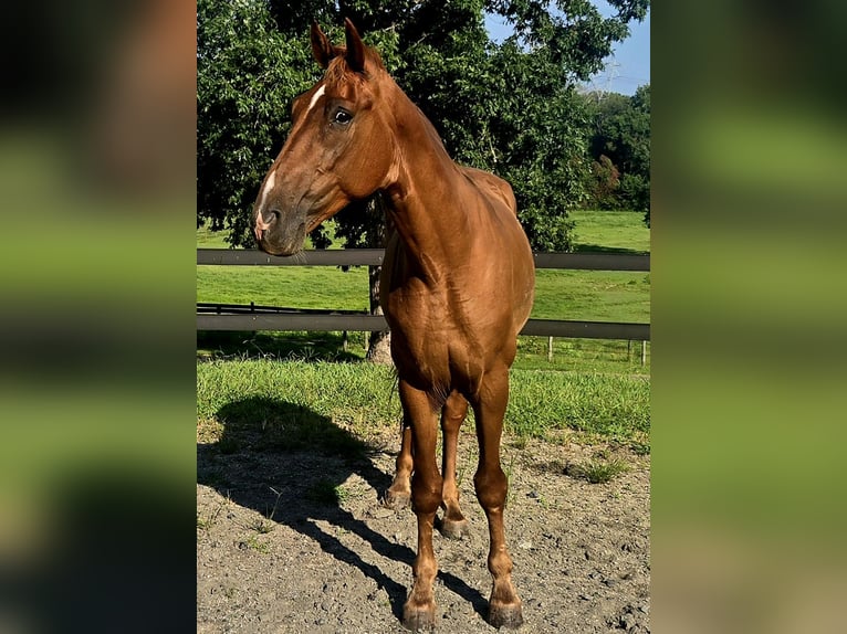Tennessee Walking Horse Wallach 8 Jahre 163 cm Dunkelfuchs in LANCASTER, SC