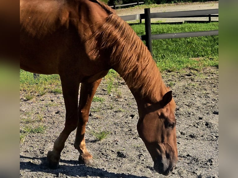 Tennessee Walking Horse Wallach 8 Jahre 163 cm Dunkelfuchs in LANCASTER, SC
