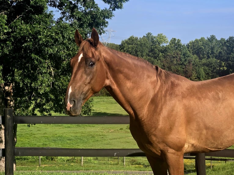 Tennessee Walking Horse Wallach 8 Jahre 163 cm Dunkelfuchs in LANCASTER, SC