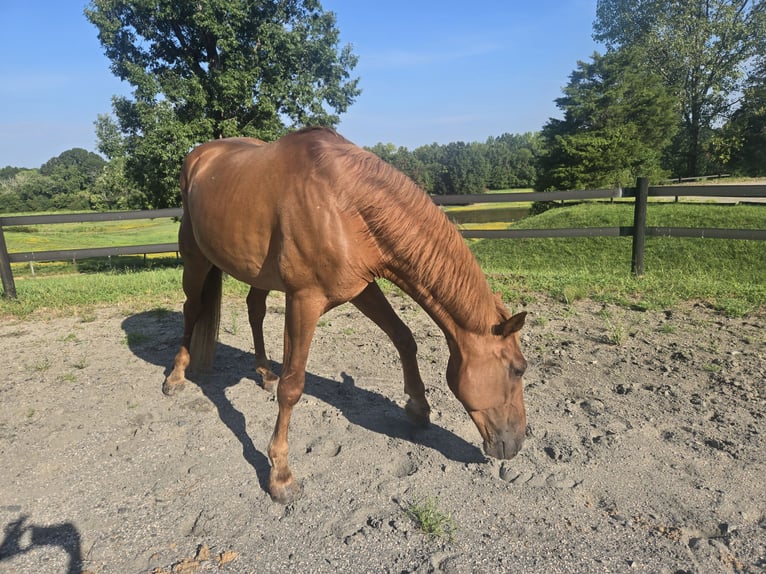Tennessee Walking Horse Wallach 8 Jahre 163 cm Dunkelfuchs in LANCASTER, SC