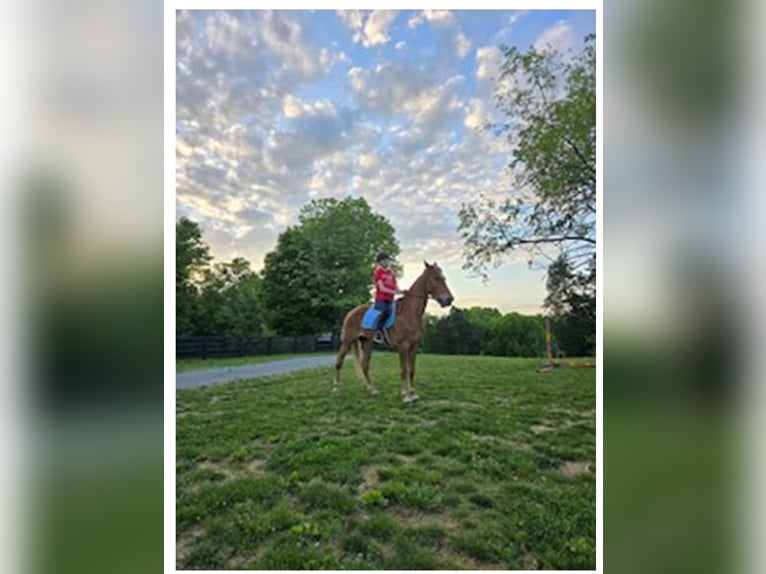 Tennessee Walking Horse Wallach 8 Jahre 163 cm Rotfuchs in Louisville ky Tennessee Walking Horse Wallach 8 Jahre 163 cm Rotfuchs in Louisville ky