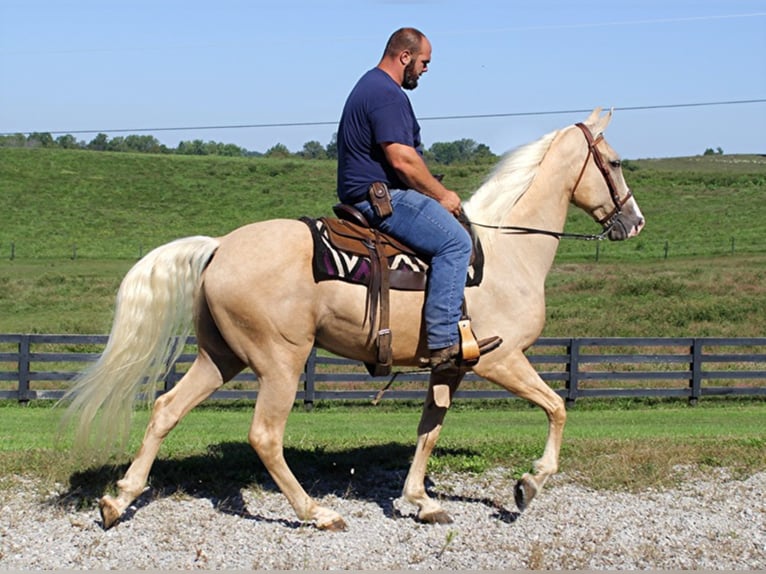 Tennessee Walking Horse Wallach 8 Jahre Palomino in Whitley City KY