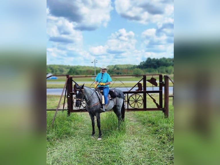 Tennessee Walking Horse Wallach 9 Jahre 142 cm Roan-Blue in London, KY