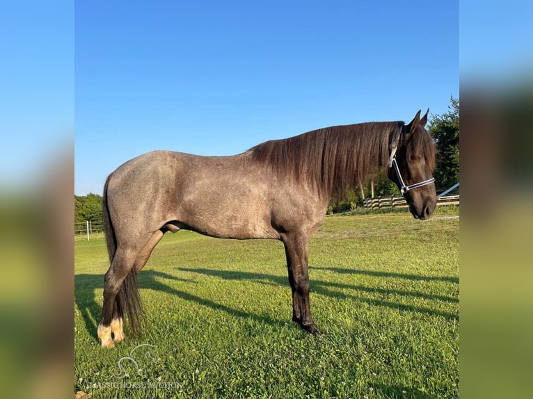 Tennessee Walking Horse Wallach 9 Jahre 142 cm Roan-Blue in London, KY