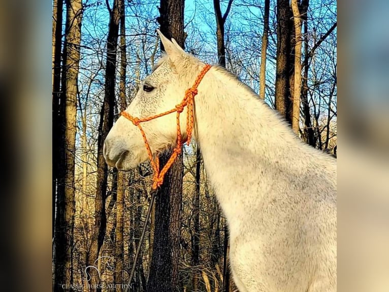 Tennessee Walking Horse Wallach 9 Jahre 142 cm Schimmel in Otis Orchards, WA