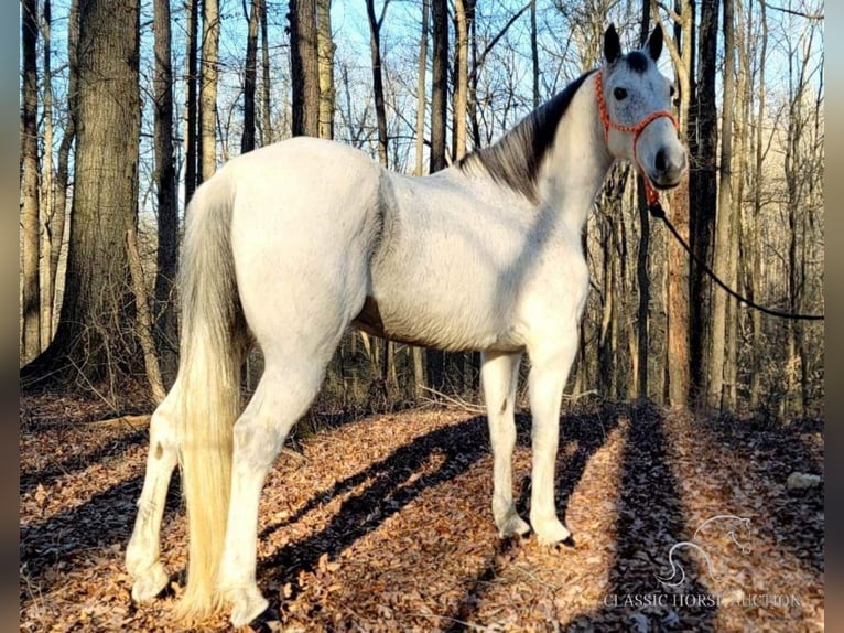 Tennessee Walking Horse Wallach 9 Jahre 142 cm Schimmel in Otis Orchards, WA