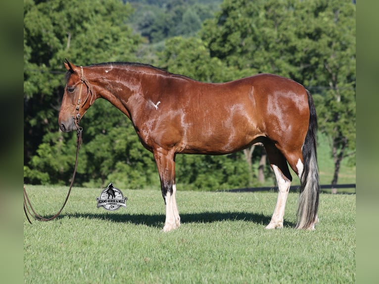 Tennessee Walking Horse Wallach 9 Jahre 143 cm Tobiano-alle-Farben in Mount Vernon