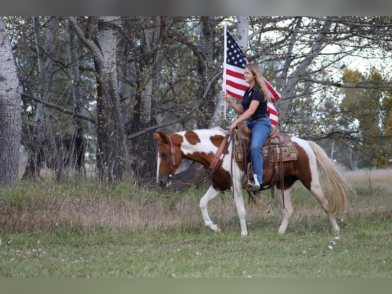 Tennessee Walking Horse Wallach 9 Jahre 145 cm Tobiano-alle-Farben in Nunn CO
