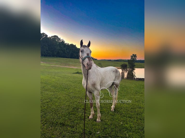 Tennessee Walking Horse Wallach 9 Jahre 152 cm Rotbrauner in Smithville, TN