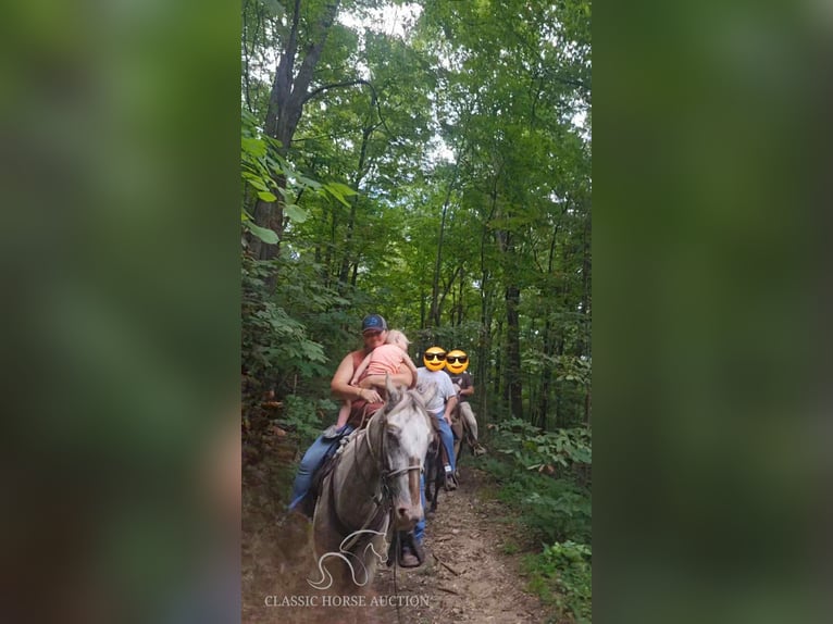 Tennessee Walking Horse Wallach 9 Jahre 152 cm Rotbrauner in Smithville, TN
