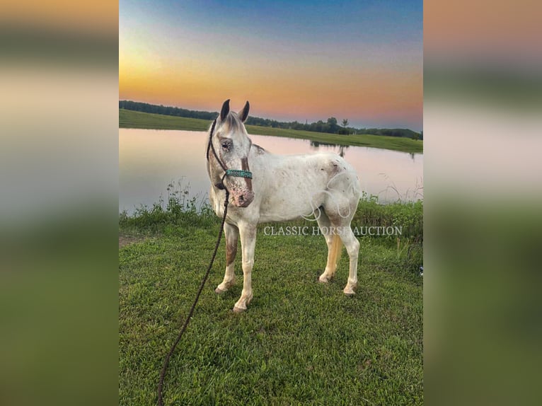 Tennessee Walking Horse Wallach 9 Jahre 152 cm Rotbrauner in Smithville, TN