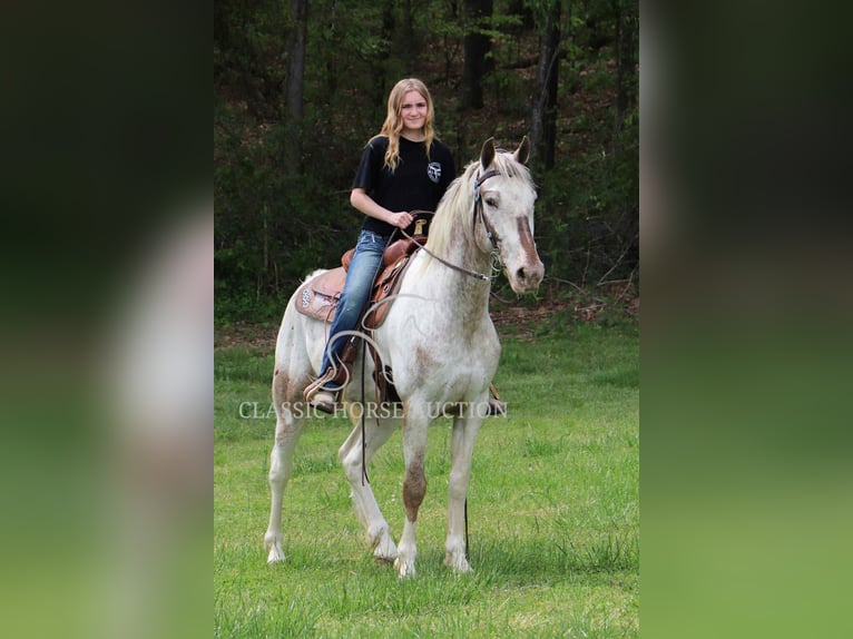 Tennessee Walking Horse Wallach 9 Jahre 152 cm Rotbrauner in Smithville, TN