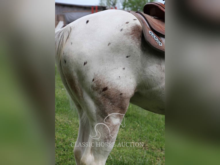 Tennessee Walking Horse Wallach 9 Jahre 152 cm Rotbrauner in Smithville, TN
