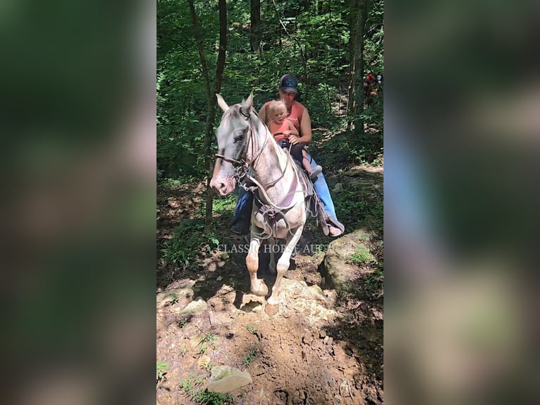 Tennessee Walking Horse Wallach 9 Jahre 152 cm Rotbrauner in Smithville, TN