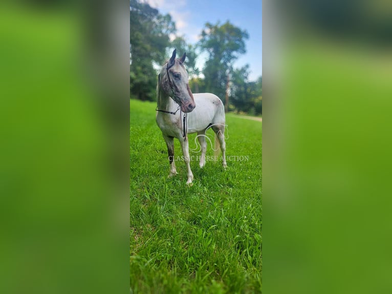 Tennessee Walking Horse Wallach 9 Jahre 152 cm Rotbrauner in Smithville, TN