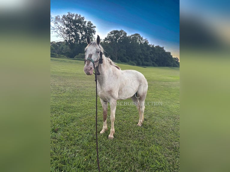 Tennessee Walking Horse Wallach 9 Jahre 152 cm Rotbrauner in Smithville, TN