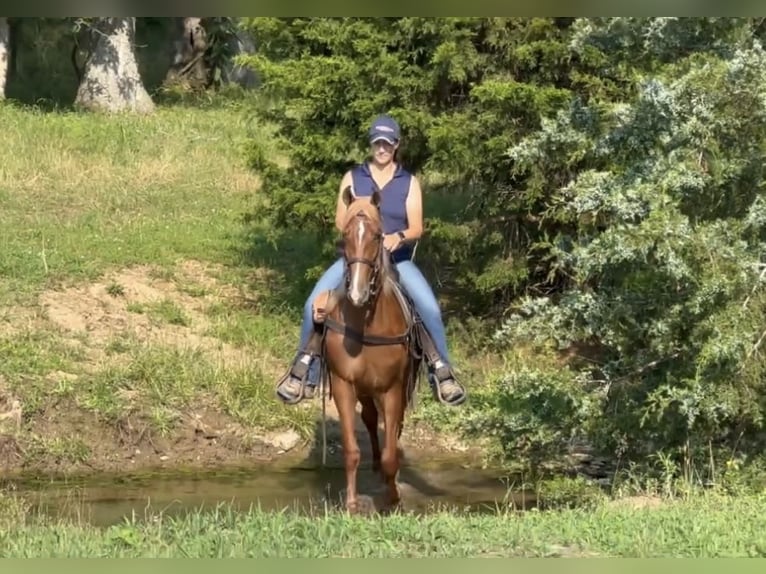 Tennessee Walking Horse Wallach 9 Jahre 152 cm Rotfuchs in Lewisburg, TN