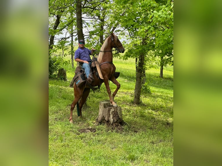 Tennessee Walking Horse Wallach 9 Jahre 152 cm Rotfuchs in Lewisburg, TN