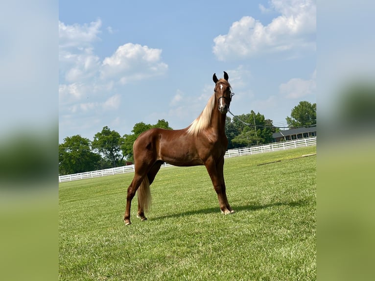 Tennessee Walking Horse Wallach 9 Jahre 152 cm Rotfuchs in Lewisburg, TN