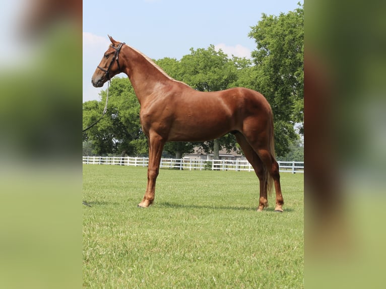 Tennessee Walking Horse Wallach 9 Jahre 152 cm Rotfuchs in Lewisburg, TN