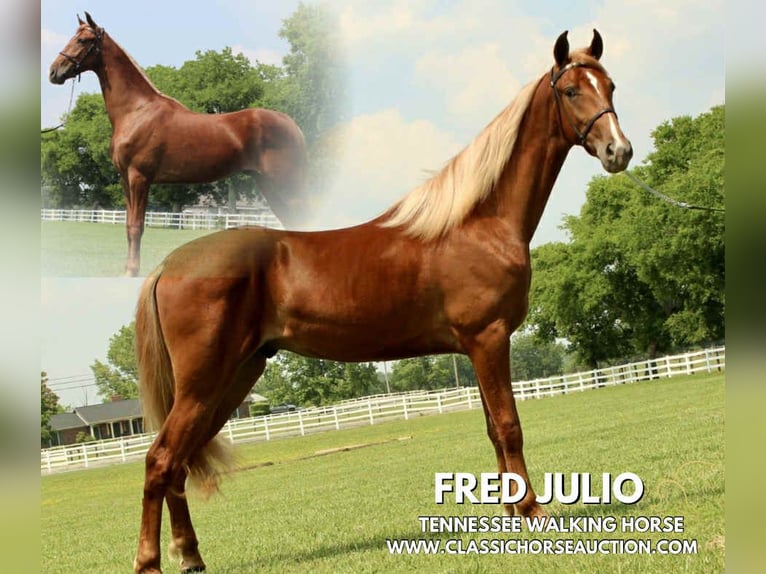Tennessee Walking Horse Wallach 9 Jahre 152 cm Rotfuchs in Lewisburg, TN