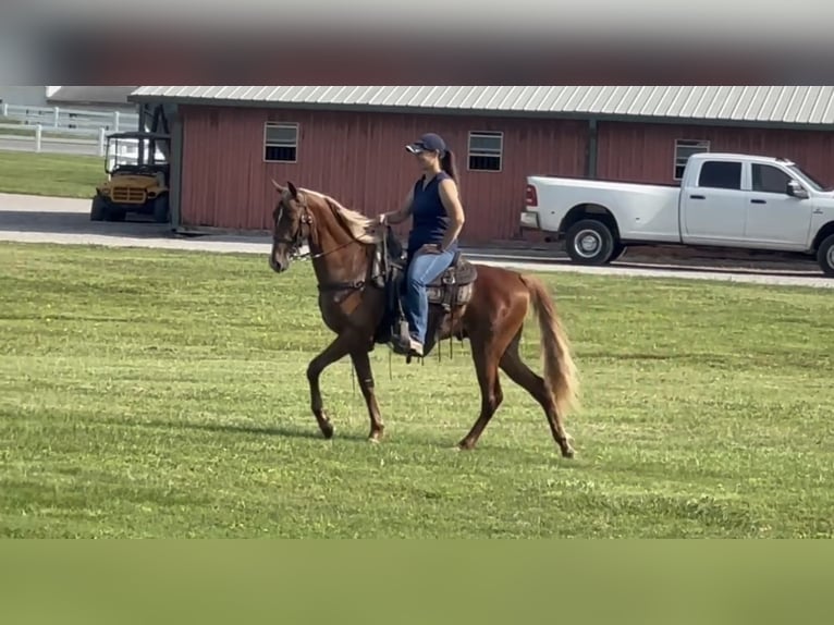 Tennessee Walking Horse Wallach 9 Jahre 152 cm Rotfuchs in Lewisburg, TN