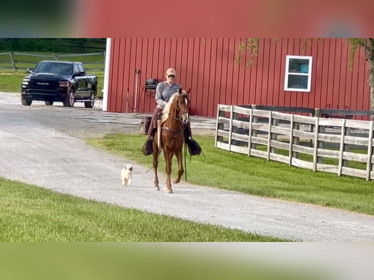 Tennessee Walking Horse Wallach 9 Jahre 152 cm Rotfuchs in Lewisburg, TN