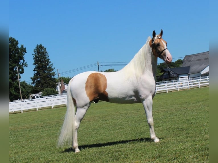 Tennessee Walking Horse Wallach 9 Jahre 152 cm in Lewisburg, tn
