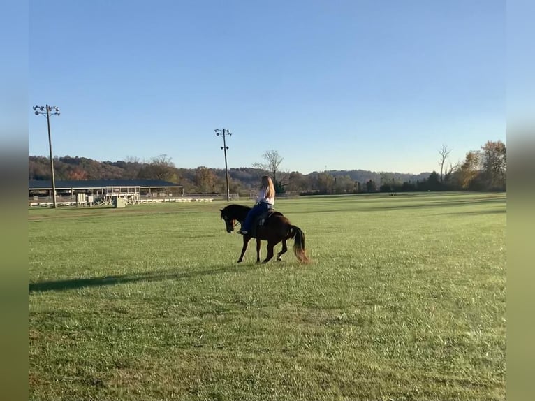 Tennessee Walking Horse Wallach 9 Jahre 155 cm Rotbrauner in Yosemite, KY